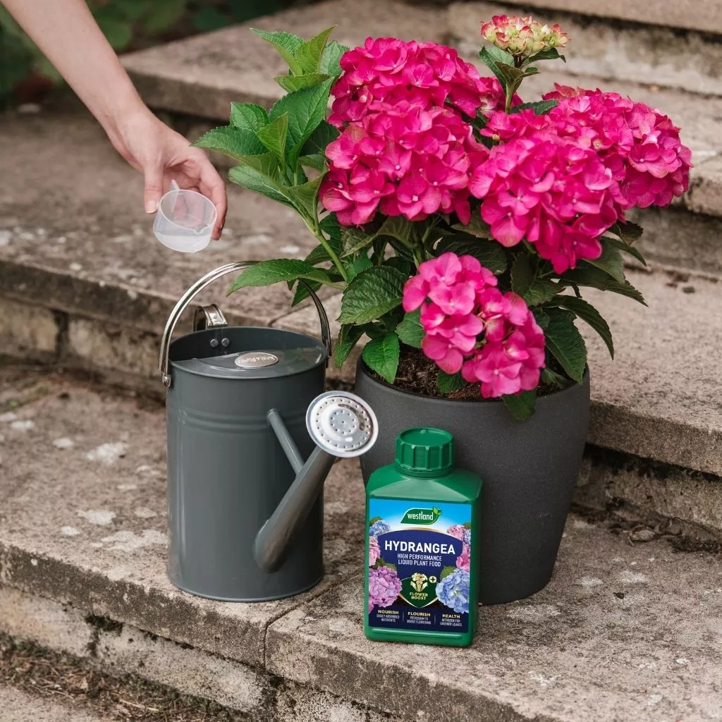Westland Hydrangea Specialist Liquid Plant Food 1L - Image 5
