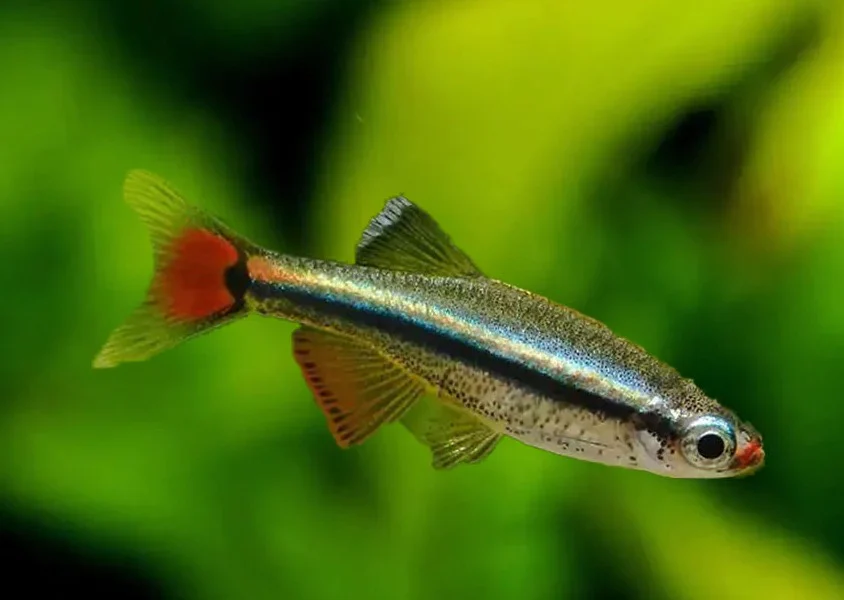 White Cloud Mountain Minnow (XL)
