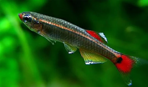 White Cloud Mountain Minnow (XL) - Image 2
