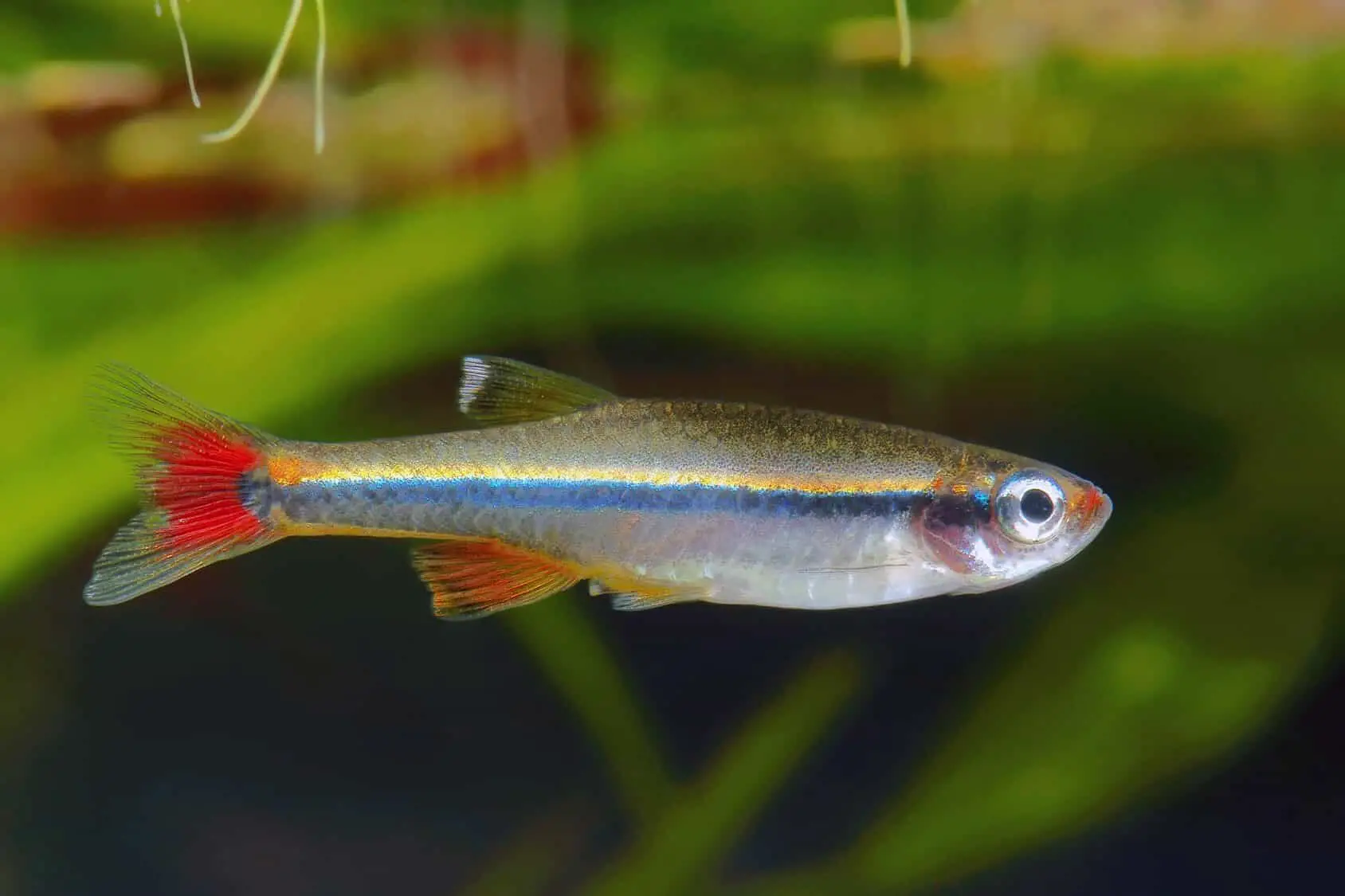 White Cloud Mountain Minnow (XL) - Image 3