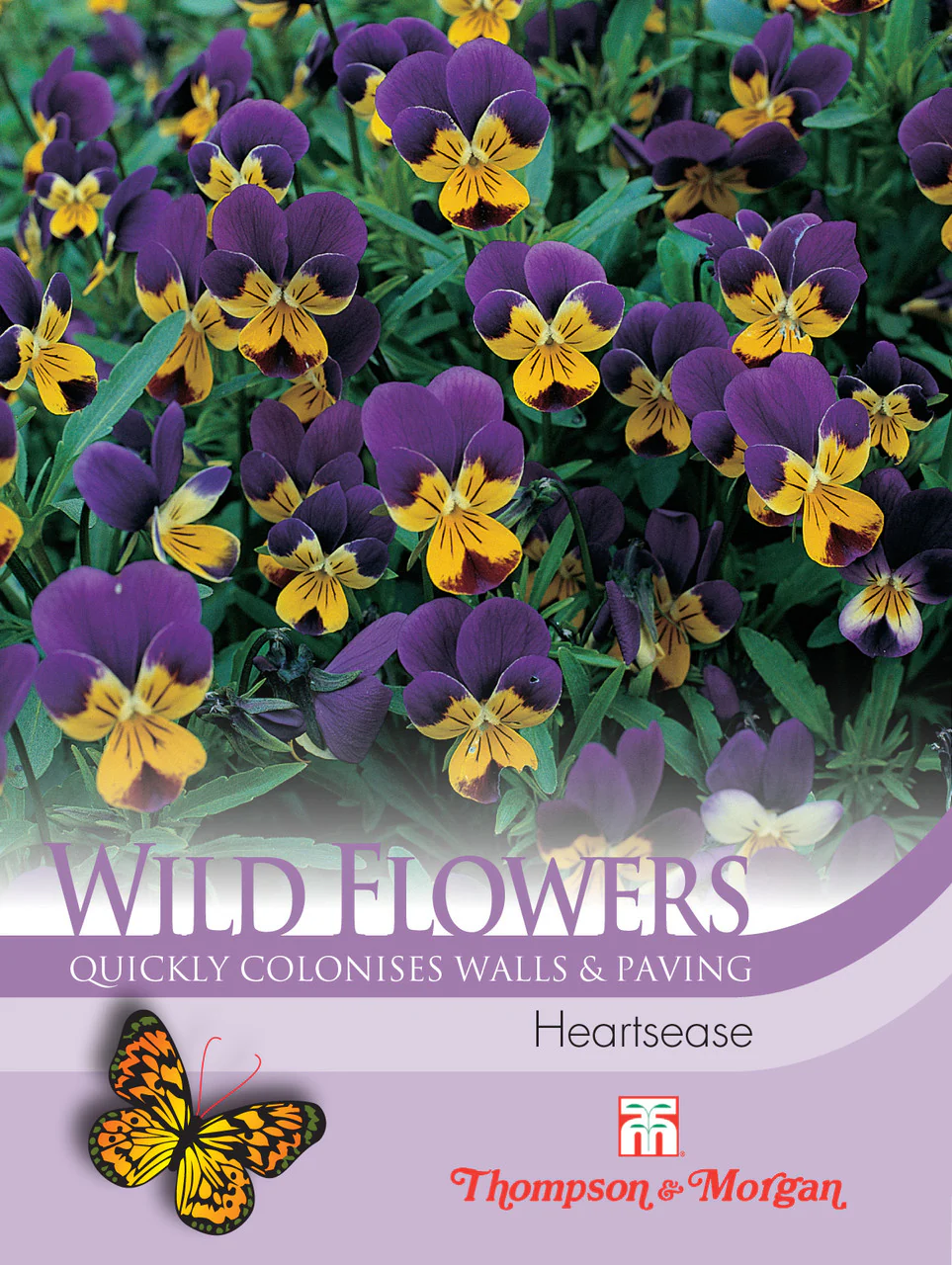 Wild Flower Heartsease