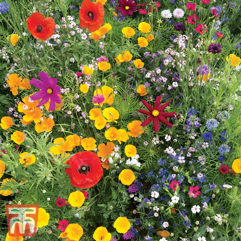 Wildflower Mixture - Image 2