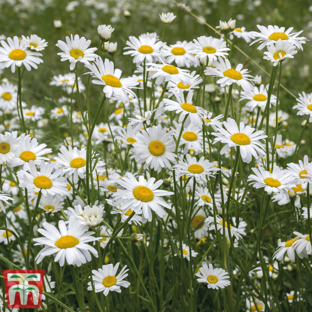 Wild Flower Ox- Eye Daisy