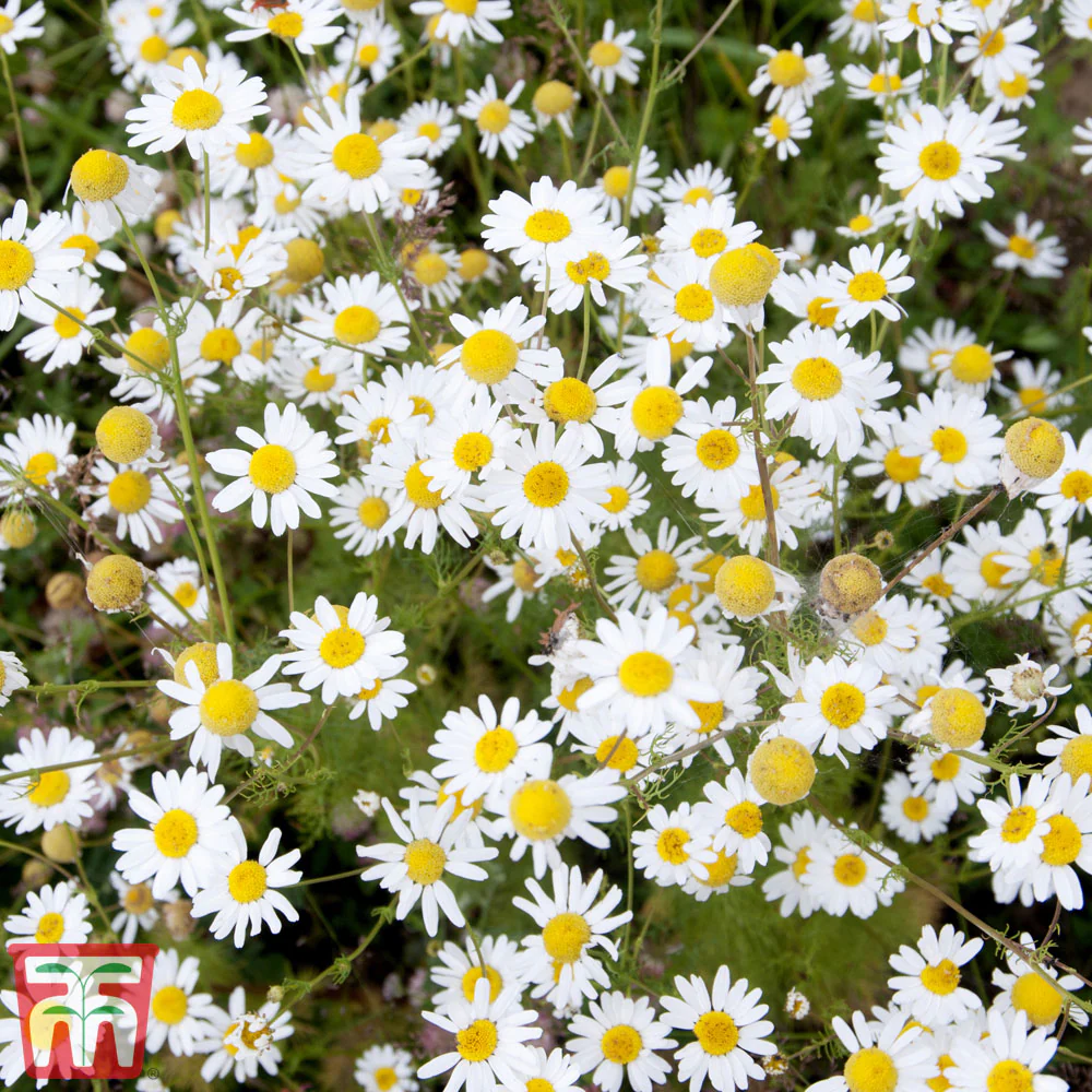 Wild Flower Ox- Eye Daisy - Image 2