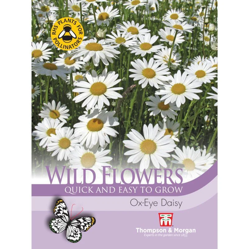 Wild Flower Ox- Eye Daisy - Image 3