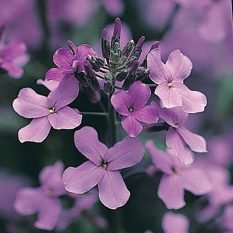 Wild Flower Sweet Rocket - Image 2