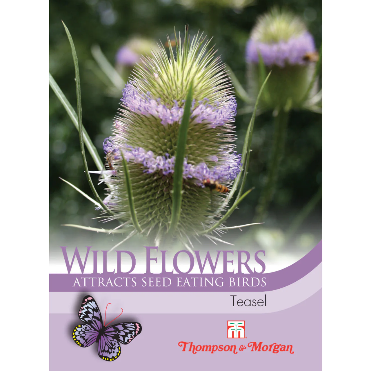 Wild Flower Teasel
