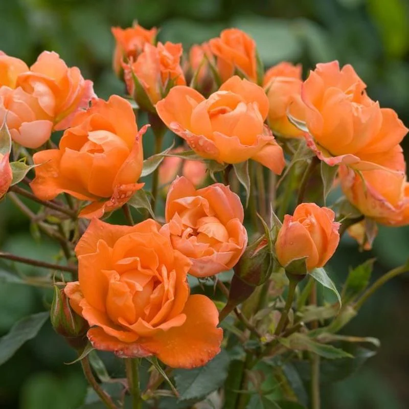 Wildfire Patio Rose 3.5 Litre
