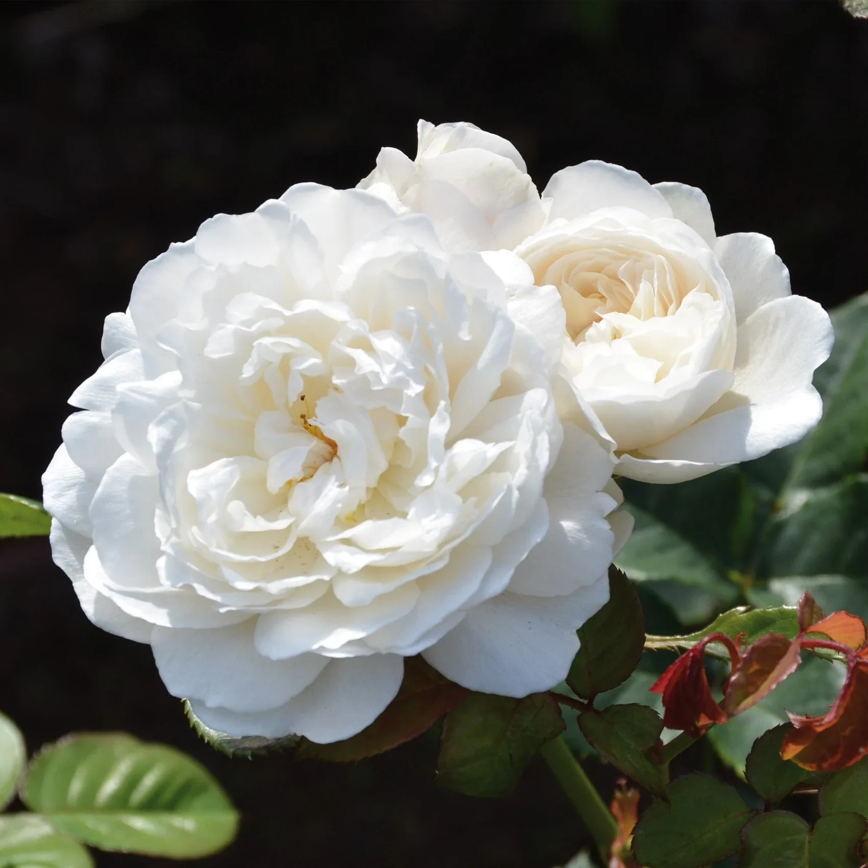 William and Catherine David Austin Fragrant Rose 6L