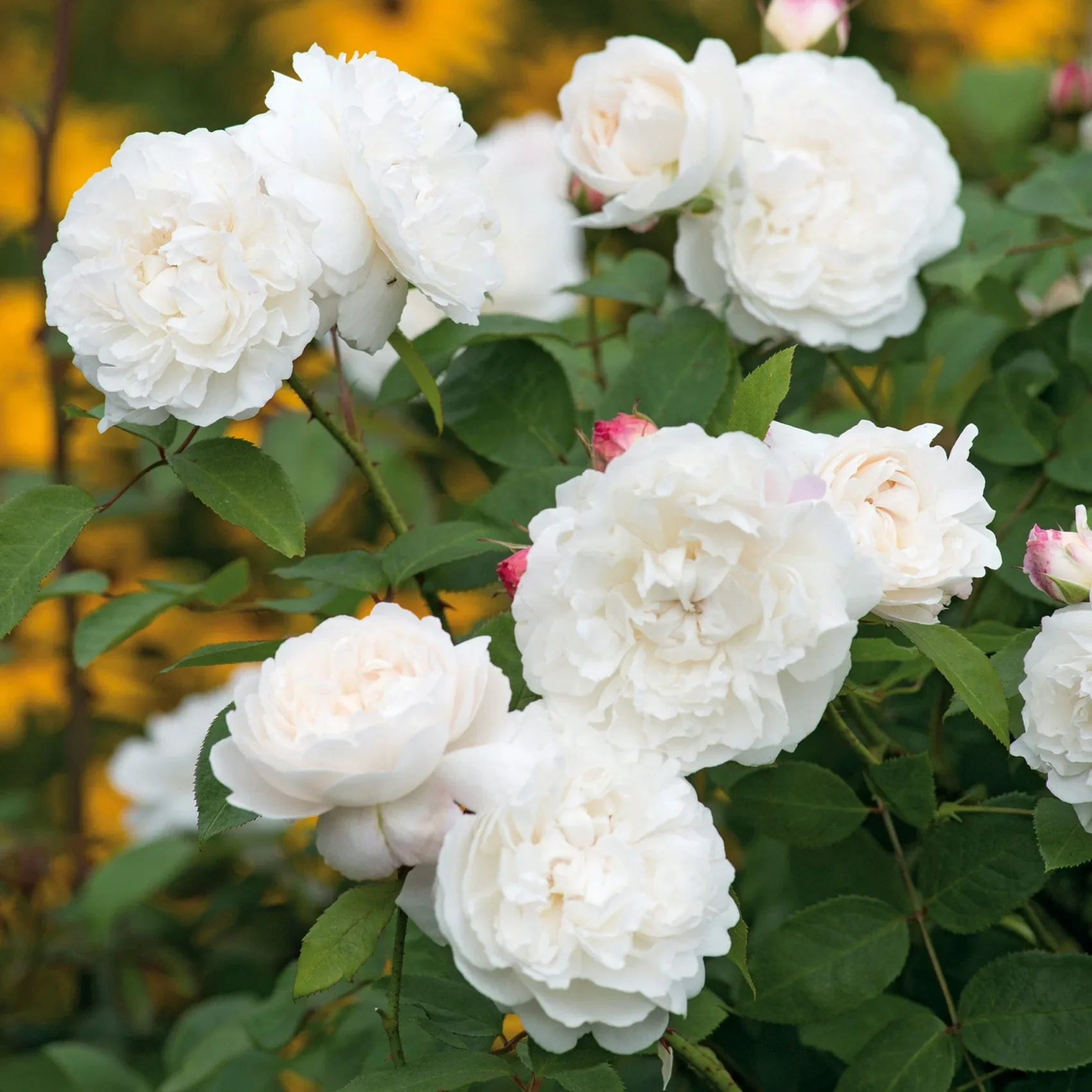 William and Catherine David Austin Fragrant Rose 6L - Image 2