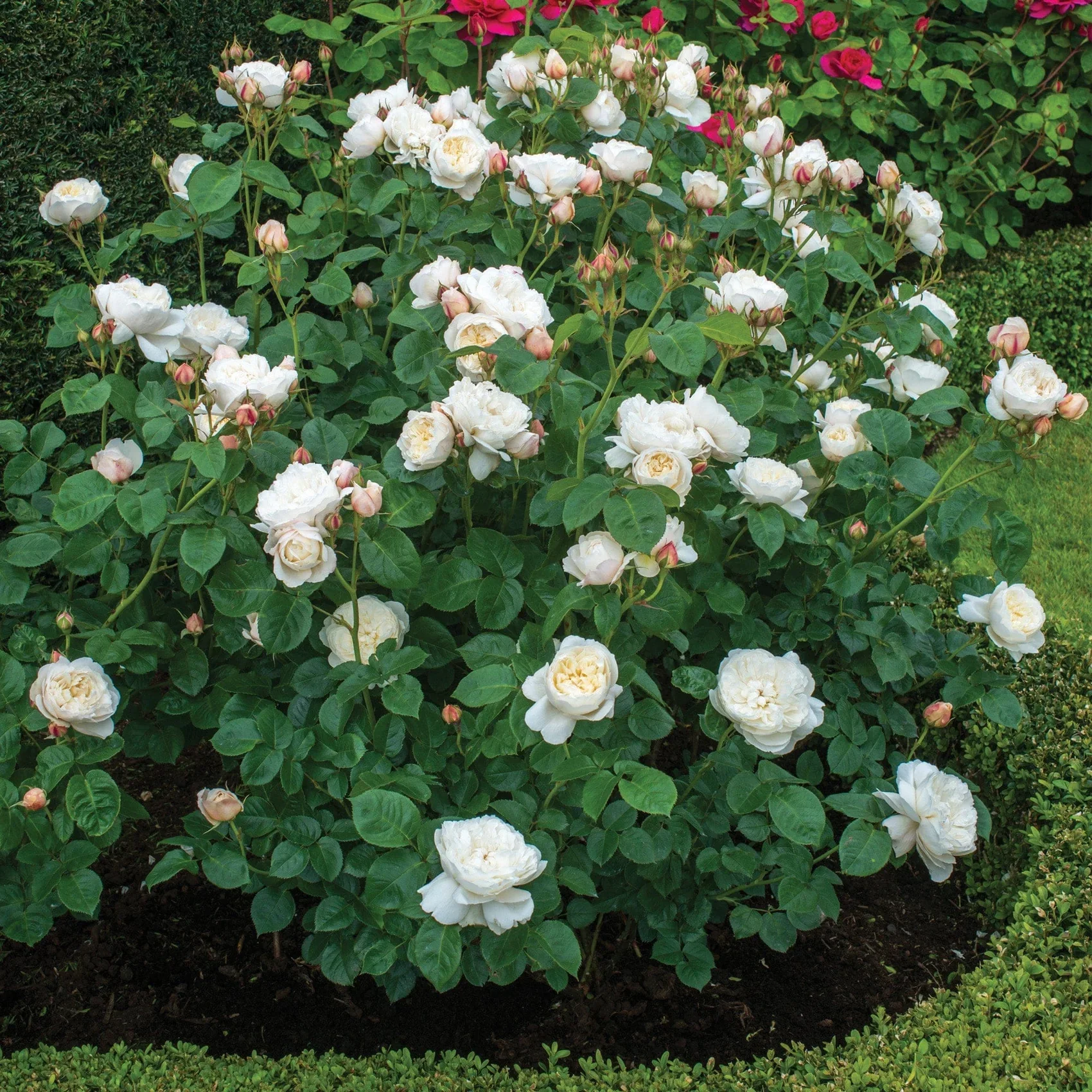 William and Catherine David Austin Fragrant Rose 6L - Image 3
