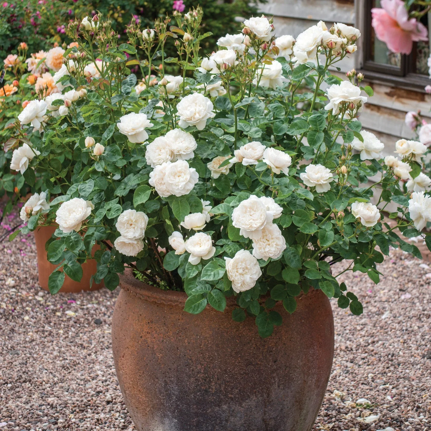 William and Catherine David Austin Fragrant Rose 6L - Image 4