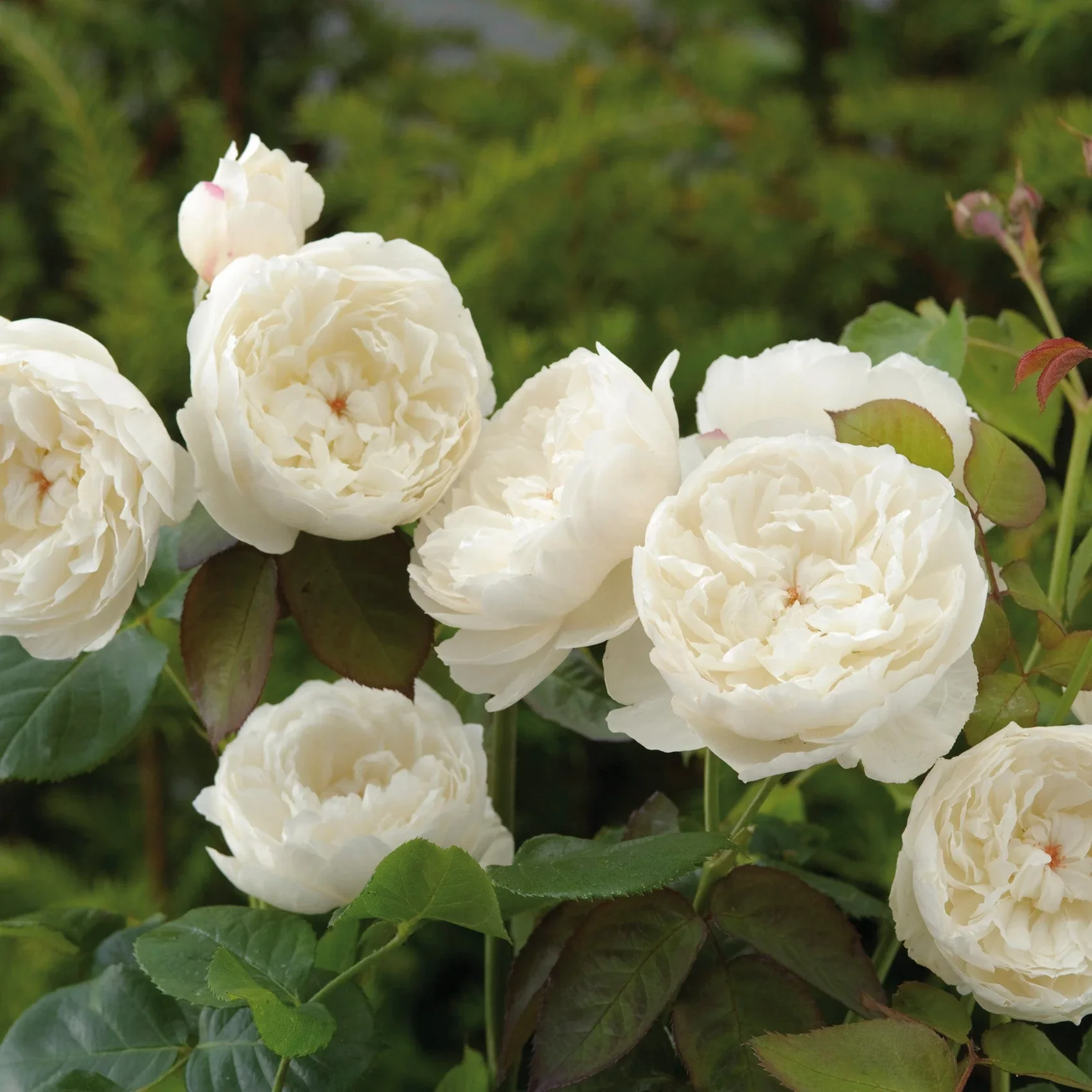 William and Catherine David Austin Fragrant Rose 6L - Image 5