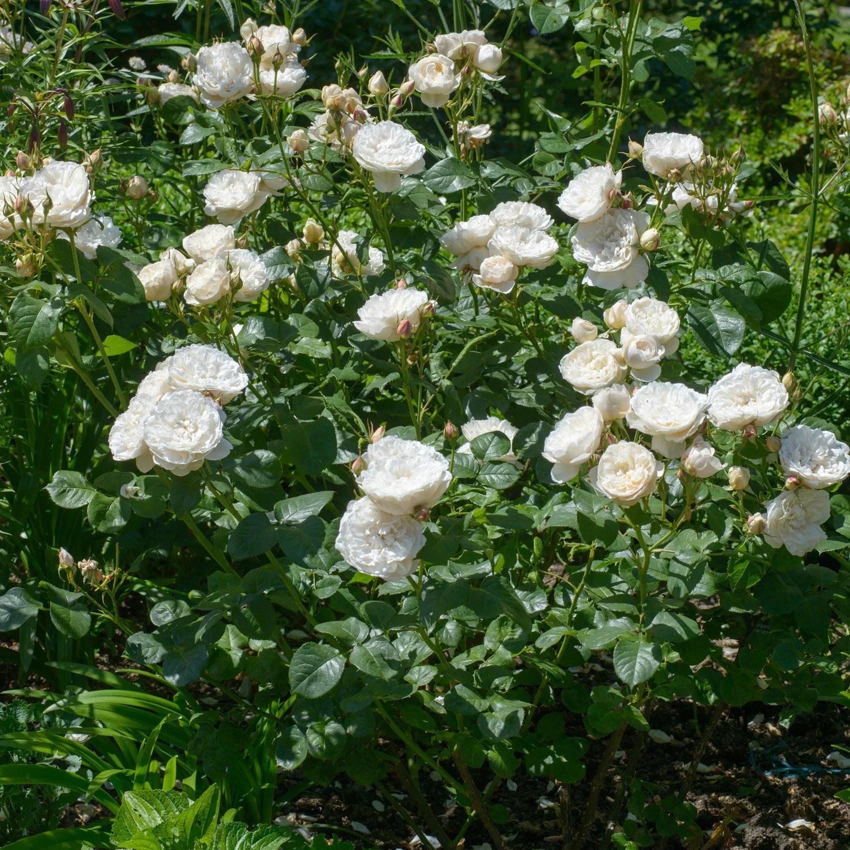 William and Catherine David Austin Fragrant Rose 6L - Image 6