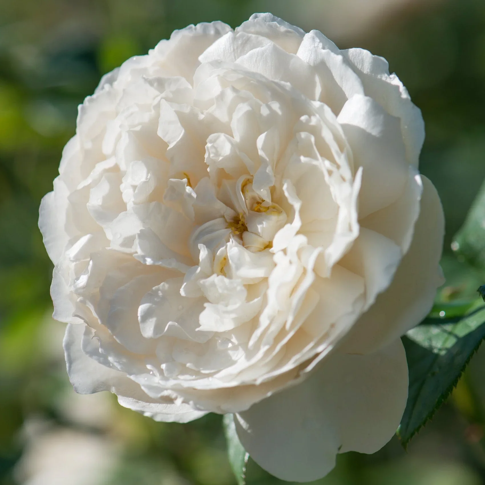 William and Catherine David Austin Fragrant Rose 6L - Image 7
