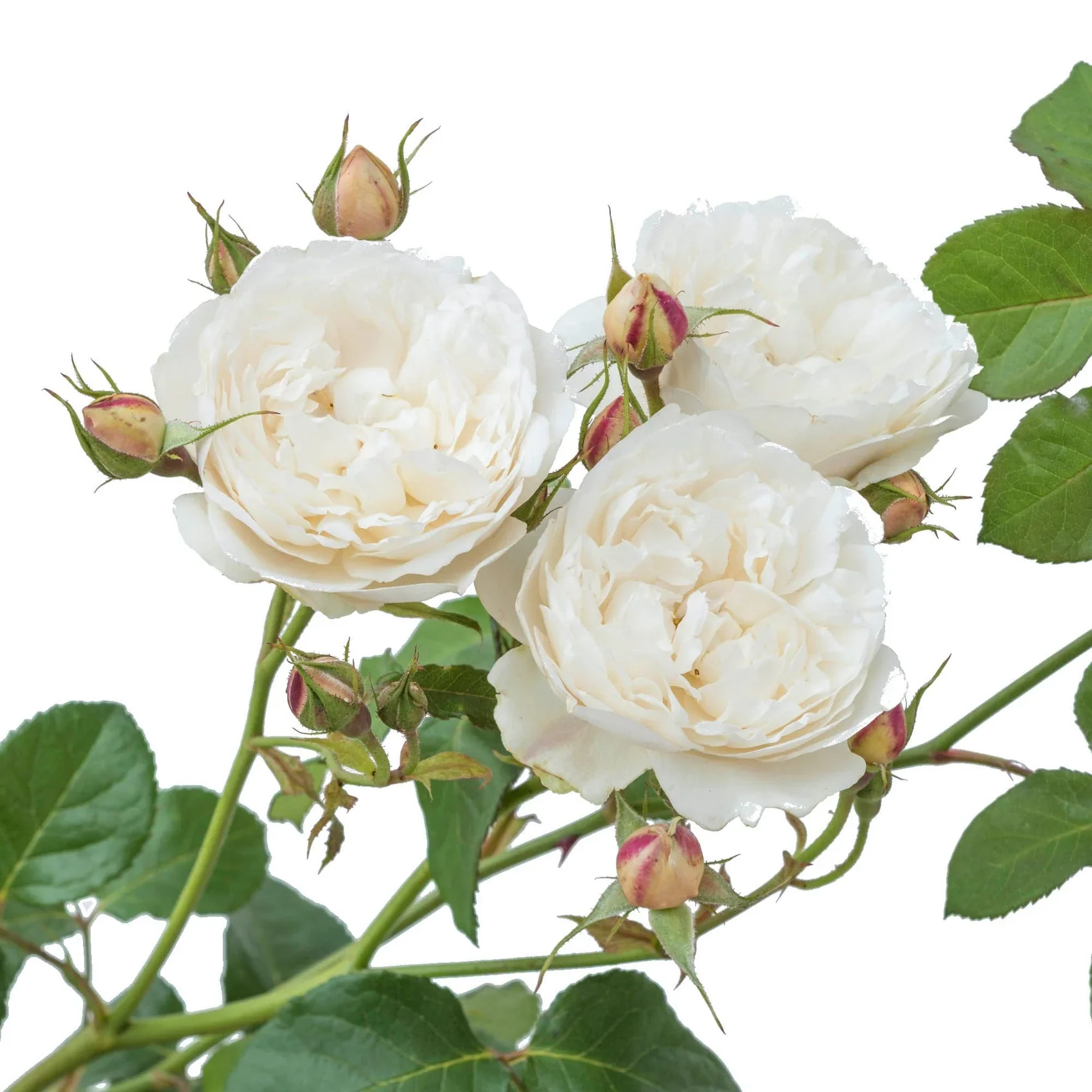 William and Catherine David Austin Fragrant Rose 6L - Image 8