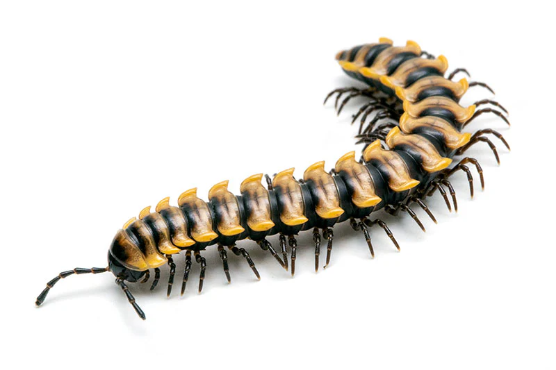 Vietnamese Millipede | Paradoxosomatidae Vietnam