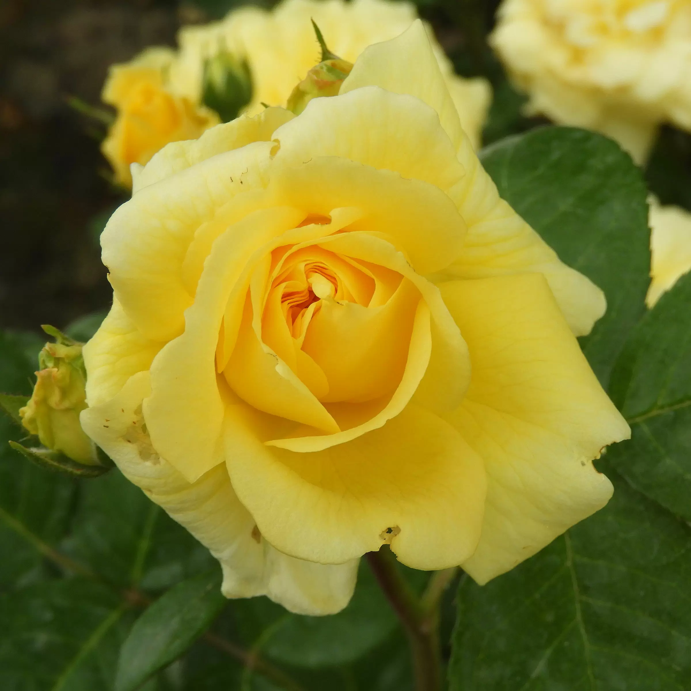 Yellow Meilove Floribunda Rose 4.5 Litre - Image 2