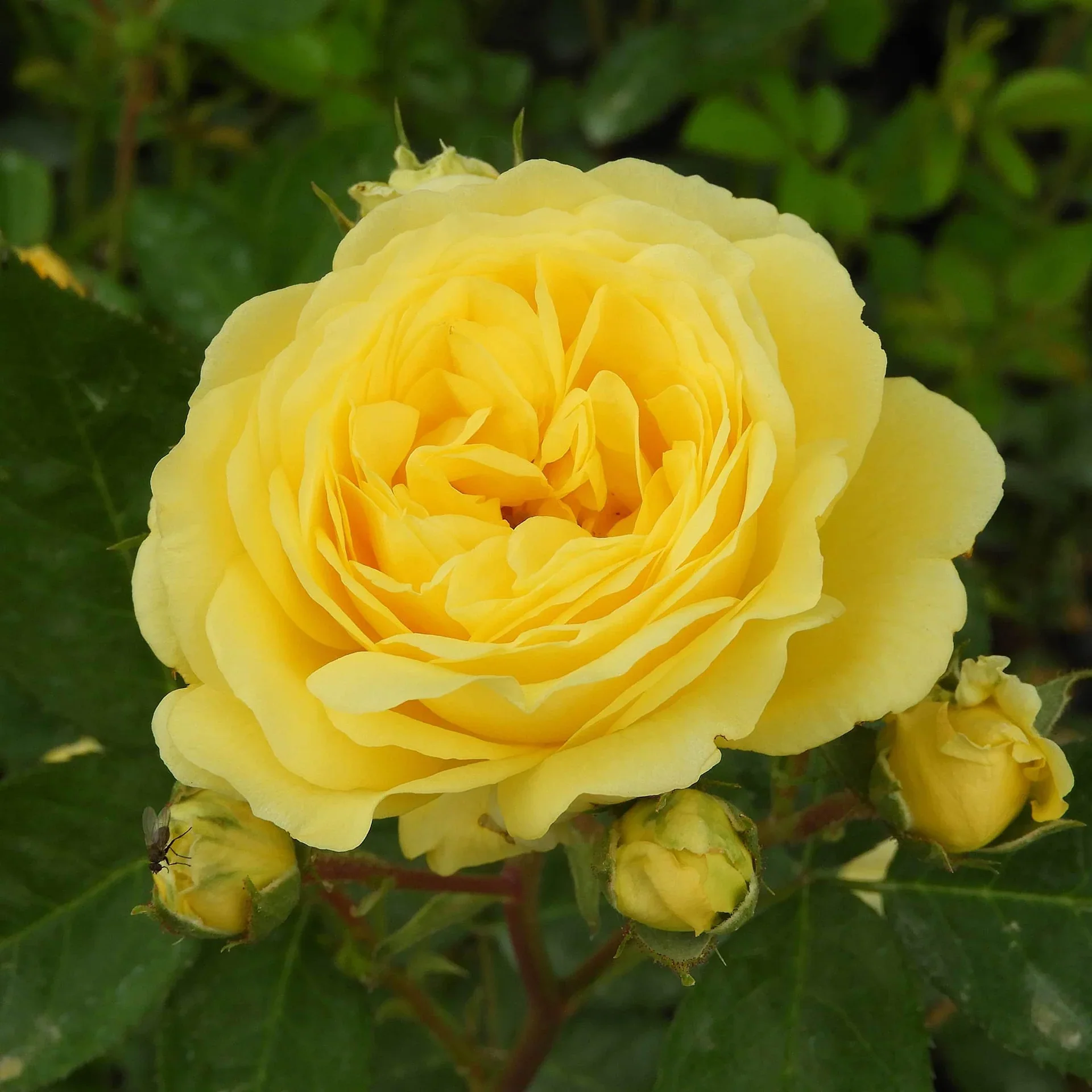 Yellow Meilove Floribunda Rose 4.5 Litre - Image 3