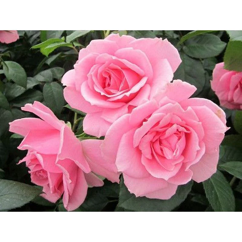 You're Beautiful Floribunda Rose 3.5 Litre