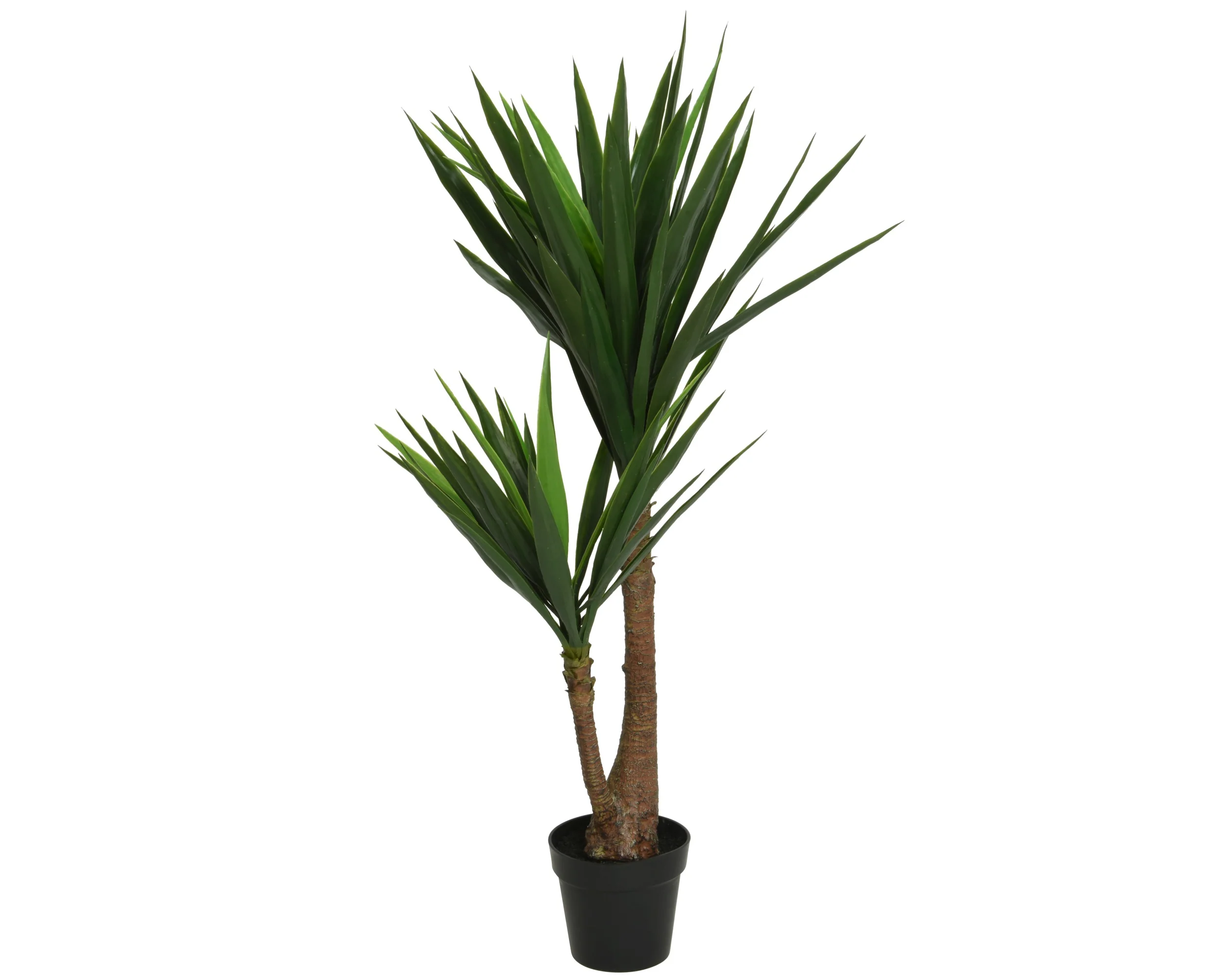 Yucca in pot