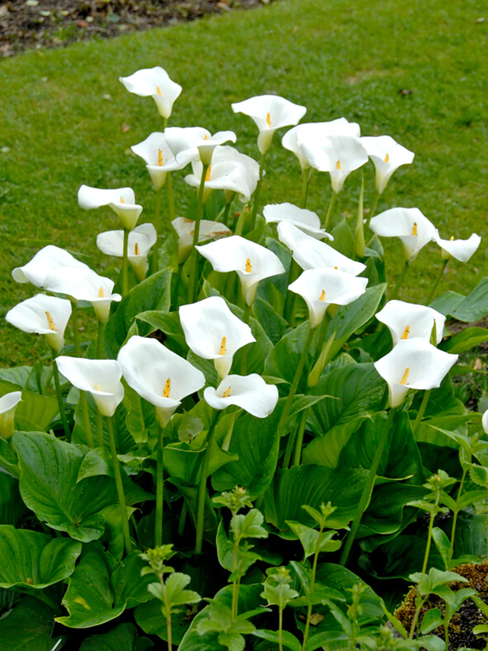 Zantedeschia aethiopica 'Snow White | Calla Lily (3 Litre) - Image 2