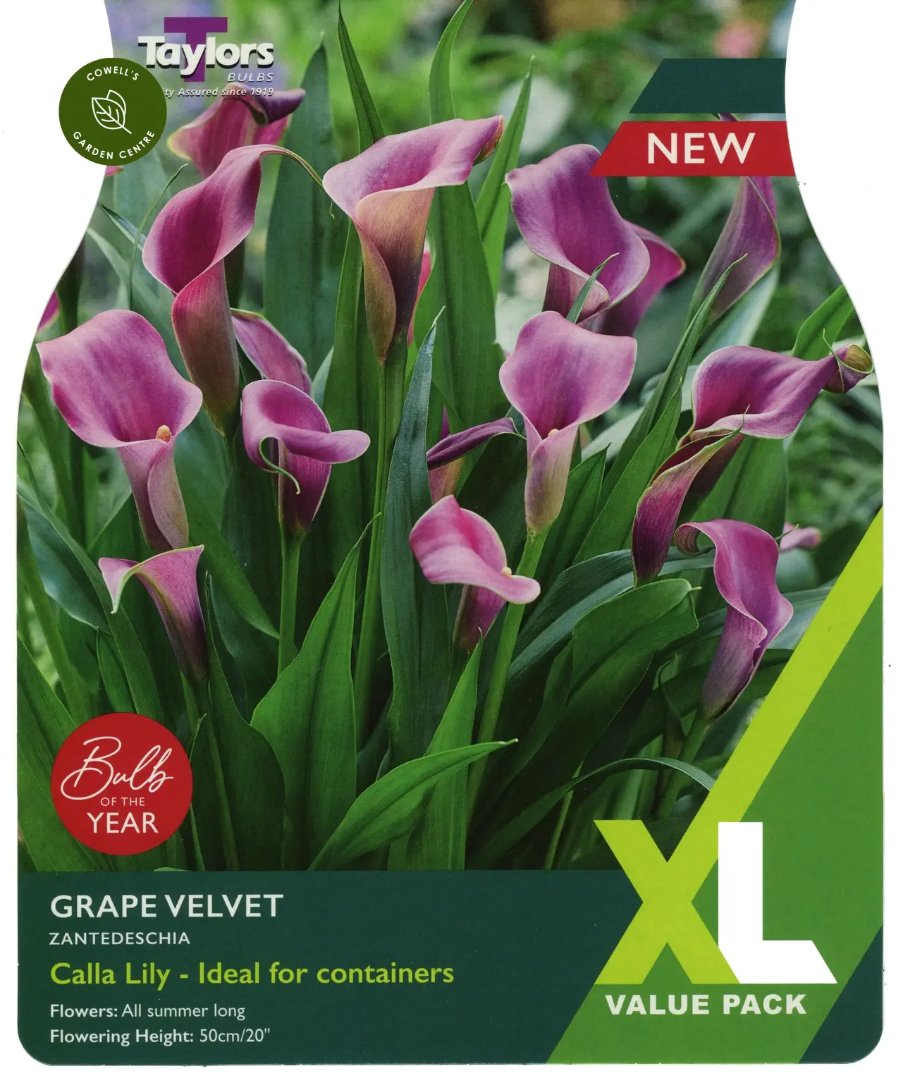 Zantedeschia Grape Velvet