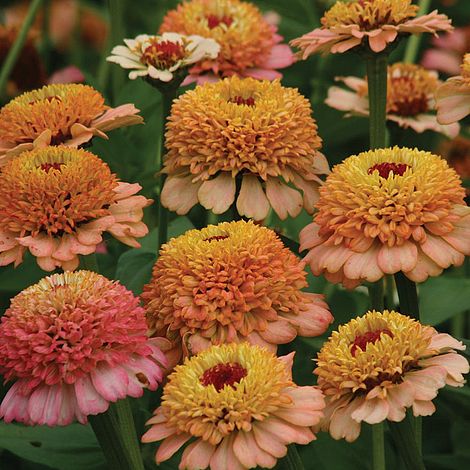 Zinnia elegans 'Zinderella Peach' - Image 2