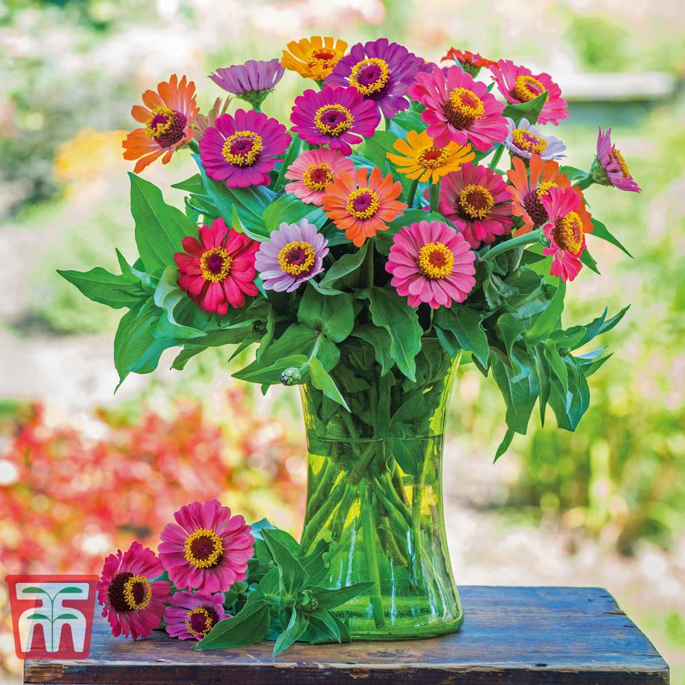Zinnia 'Forecast' - Image 2