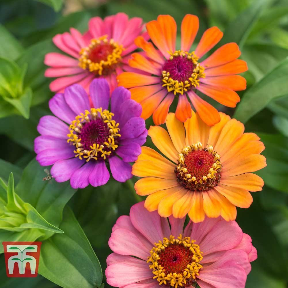 Zinnia 'Forecast' - Image 3