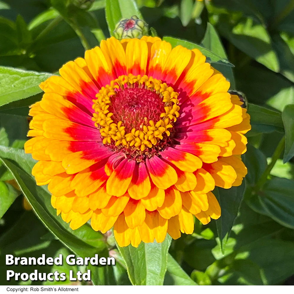 Zinnia 'Macarenia' - Image 3