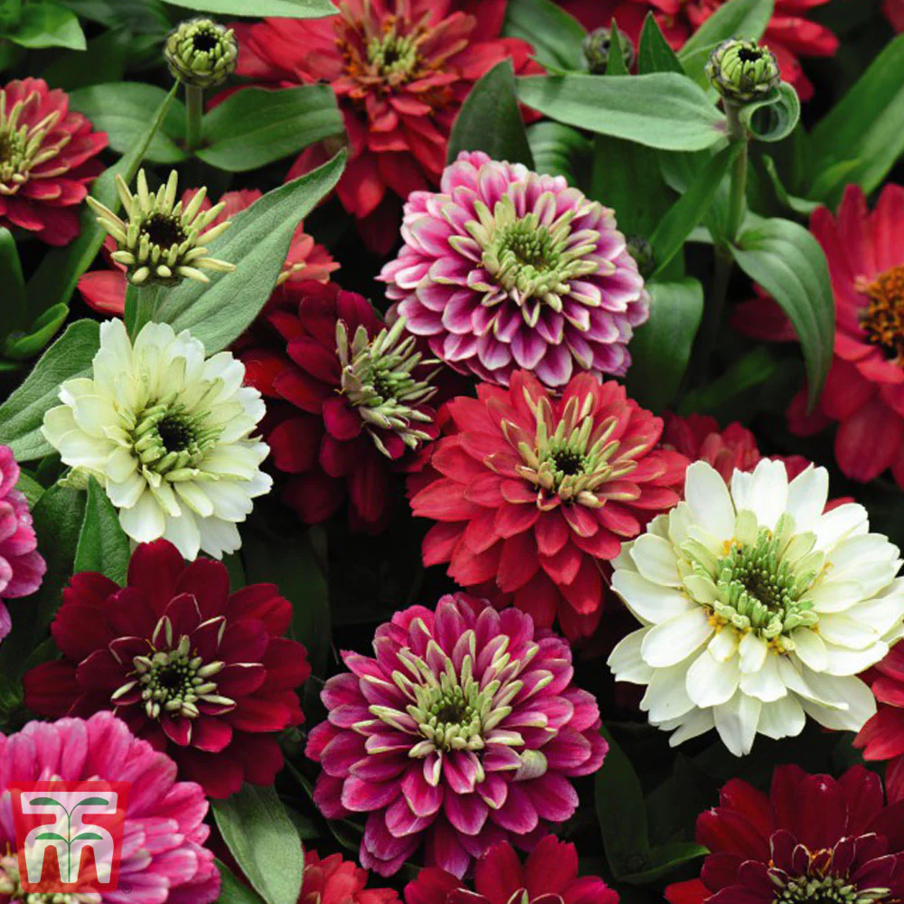 Zinnia Marylandica 'Zahara Double Berries Mix' - Image 2